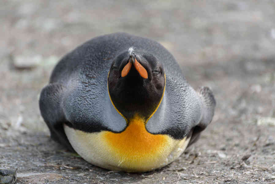 Pingüino Rey - islas Georgias del Sur 034.jpg